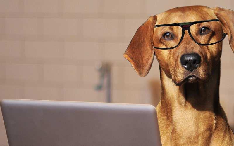 Aprender a comunicar con animales y plantas: En mis cursos y talleres, podrás empoderarte tú mismo: recordando, aprendiendo y desarrollando tus habilidades perceptivas para expandir tu ser.